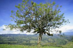 Costa Rica Development Project